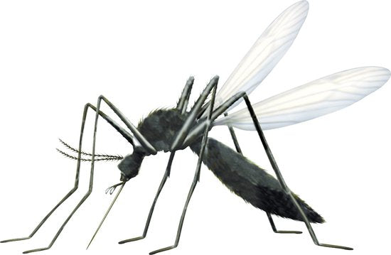 Zensect anti-insecten roller - 30% DEET - 50 ml